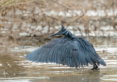 Black Heron