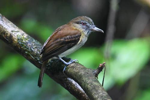 Bright-rumped Attila