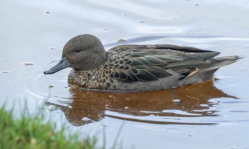 Andean Teal