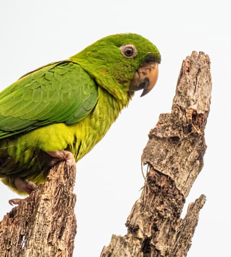 Pacific Parakeet