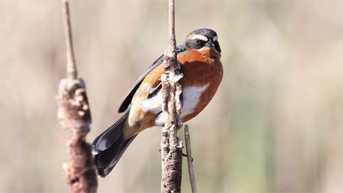 Black-and-rufous Warbling-Finch