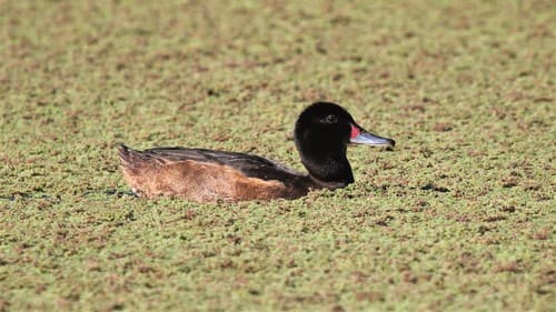 Black-headed Duck
