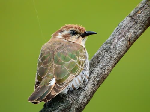 Horsfield's Bronze Cuckoo