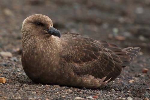 South Polar Skua