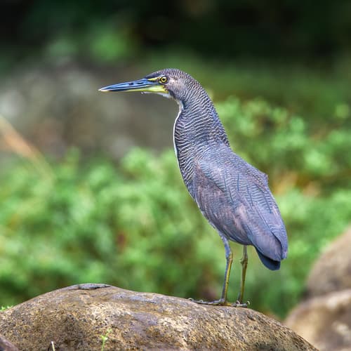 Fasciated Tiger-Heron