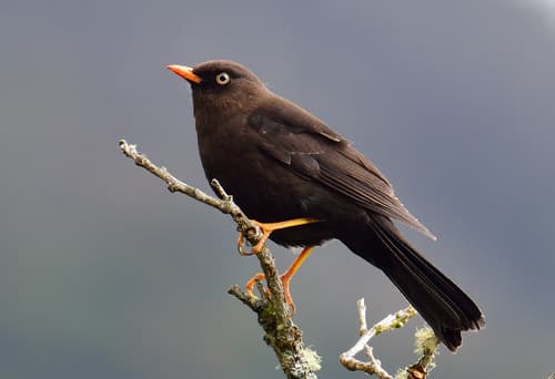 Sooty Thrush