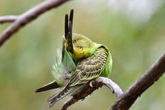 Budgerigar