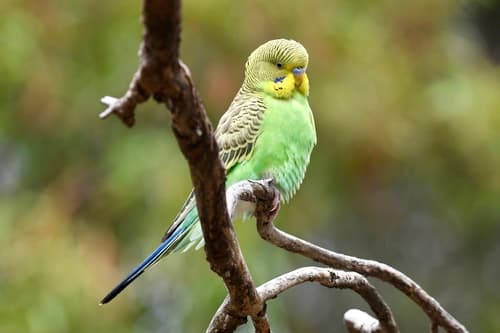 Budgerigar
