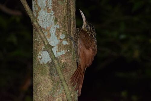 Ivory-billed Woodcreeper