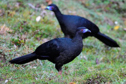 Black Guan