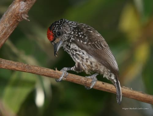 White-wedged Piculet