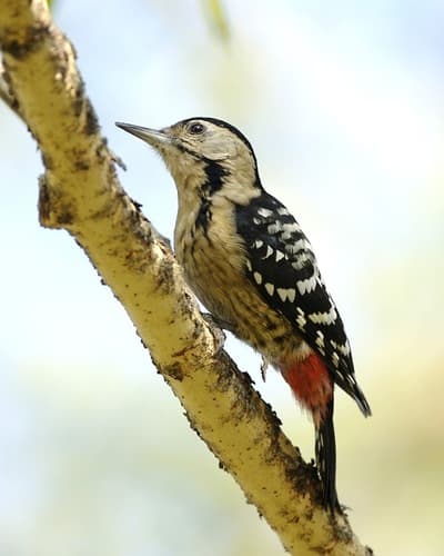 Fulvous-breasted Woodpecker