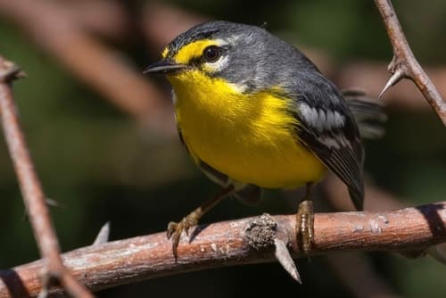 Adelaide's Warbler