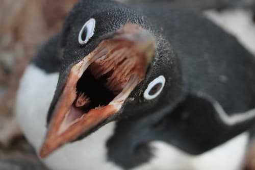 Adélie Penguin