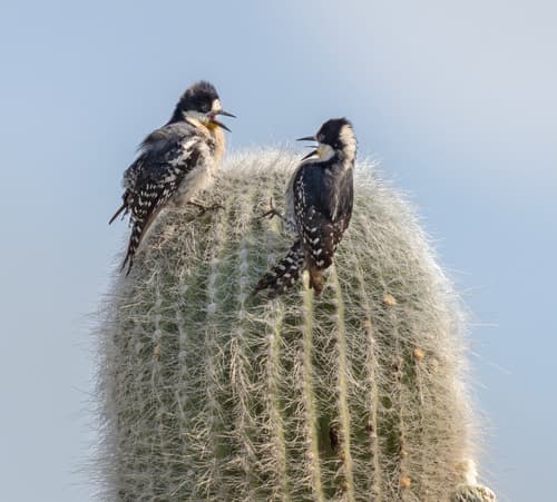 White-fronted Woodpecker