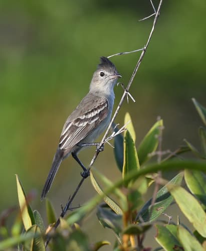 Plain-crested Elaenia
