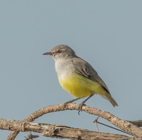 Yellow-bellied Eremomela