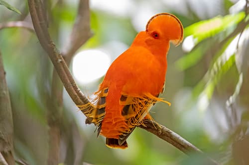 Guianan Cock-of-the-rock