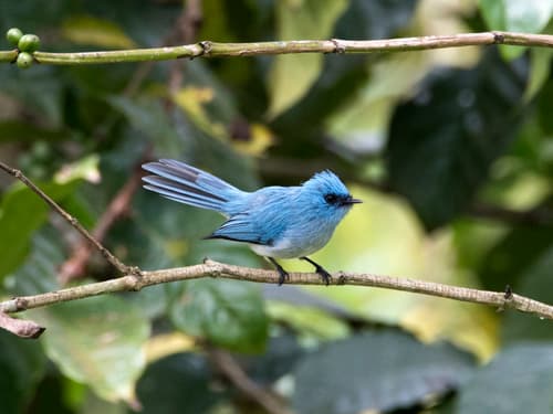 African Blue Flycatcher