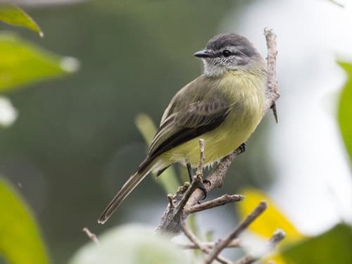 Sooty-headed Tyrannulet