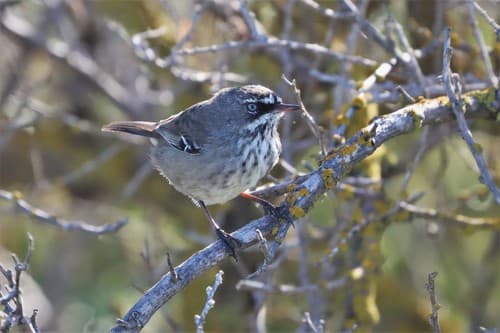 Spotted Scrubwren