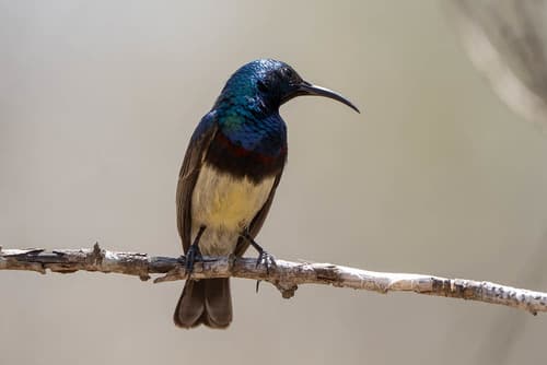 Souimanga Sunbird