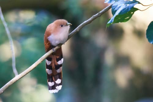 Mexican Squirrel-Cuckoo