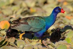 Purple Gallinule