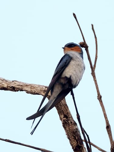 Crested Treeswift