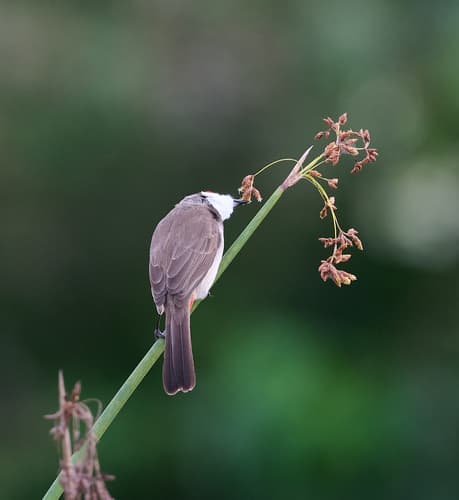Red-whiskered Bulbul