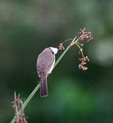 Red-whiskered Bulbul