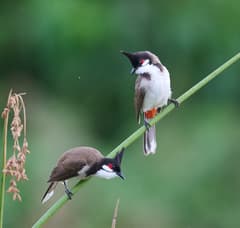 Red-whiskered Bulbul