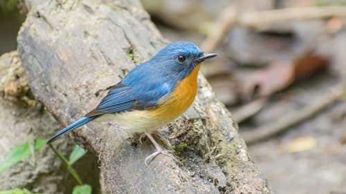 Hill Blue Flycatcher