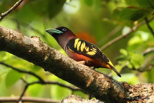Banded Broadbill