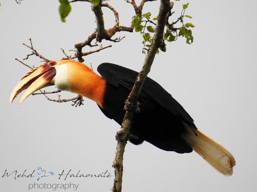Blyth's Hornbill