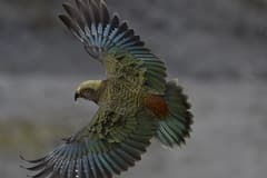 Kea