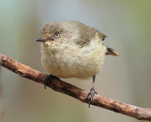 Western Thornbill
