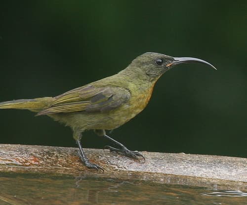Olive Sunbird
