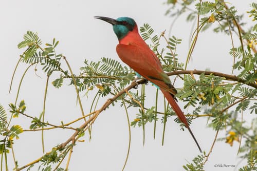 Northern Carmine Bee-eater
