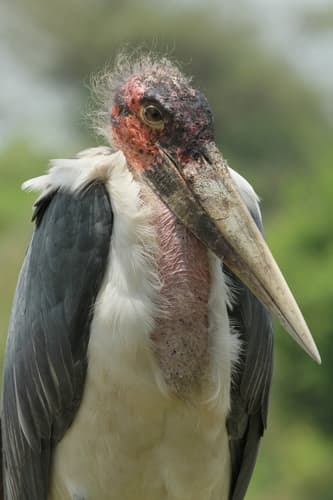 Marabou Stork
