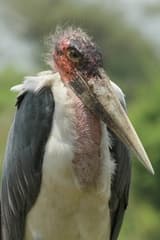 Marabou Stork