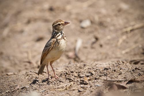 Indochinese Bushlark
