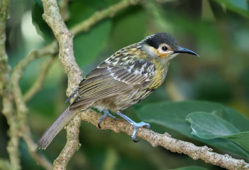 Macleay's Honeyeater