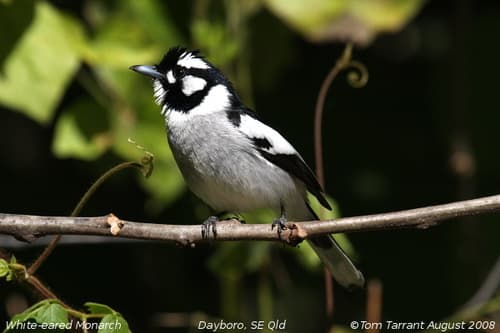 White-eared Monarch