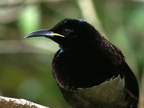 Victoria's Riflebird
