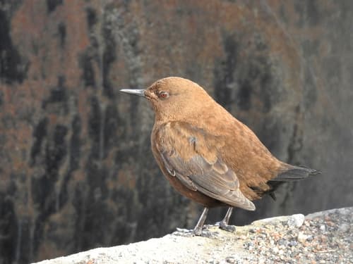 Brown Dipper