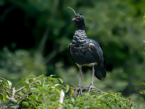 Horned Screamer