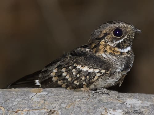 Little Nightjar