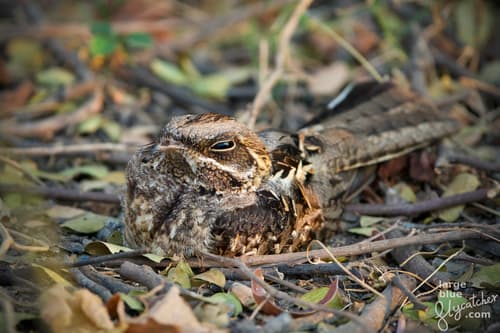 Indian Nightjar