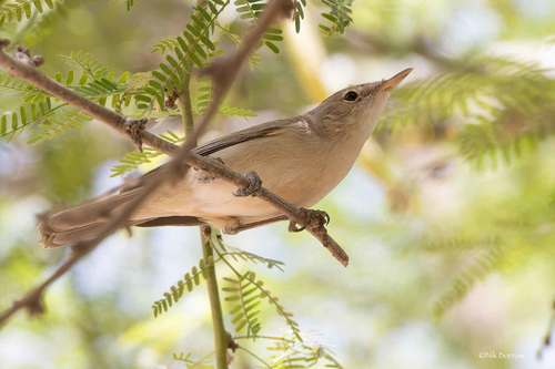 Western Olivaceous Warbler